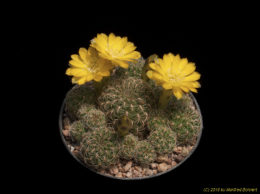Sulcorebutia elizabethae VZ204 3379